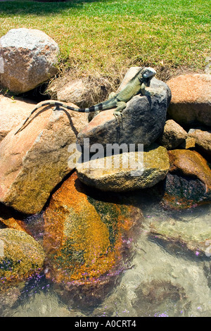 Grüner Leguan im Hafengebiet von Aruba Stockfoto