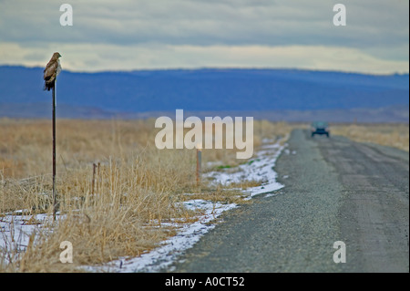 Habicht auf Pole Watchinmg nähert sich Auto Lower Klamath Falls National Wildlife Refuge California Stockfoto