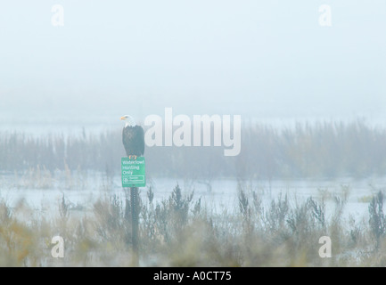 Balds Eagel auf BArch mit Schild Wasservögel Jagd nur Lower Klamath Herbst National Wildlife Refuge California Stockfoto