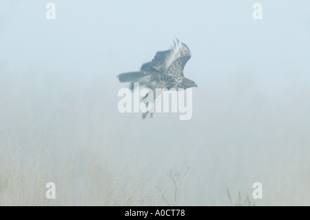 Falken Sie im Flug Lower Klamath Herbst National Wildlife Refuge California Stockfoto