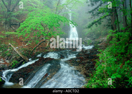 Jakko fällt in dichten Wald an einem nebeligen Tag Nikko Japan Stockfoto