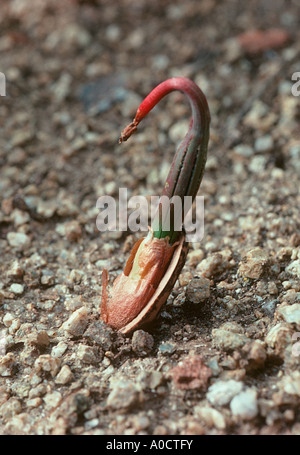 Zirbenholz oder Pinienkernen, Pinus Pinea. Keimende Nuss Stockfoto