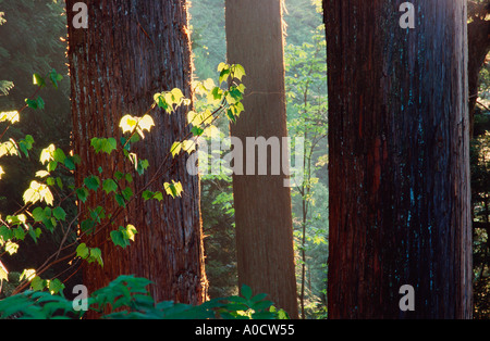 Morgendlichen Sonnenlicht filtert durch einen Wald von Cryptomeria Baumriesen Mitake Chichibu-Tama-Nationalparks in der Nähe von Tokio Japan Stockfoto