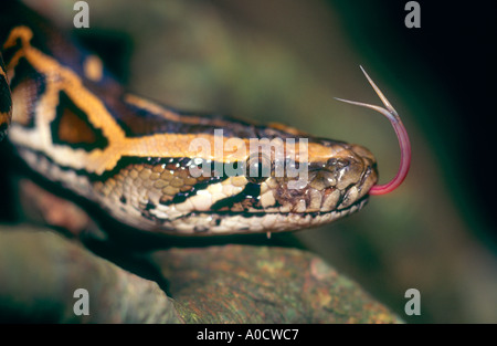 Ein Rock Python Python aus schnuppern mit seiner Zunge eine Art weit verbreitet in Süd- und Südostasien Stockfoto