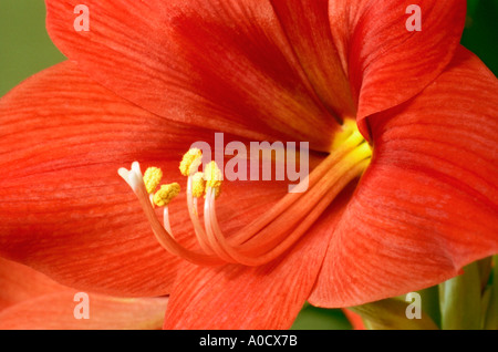 Nahaufnahme einer roten Amarilis Blume mit weißen Stigmatisierung und gelbe Staubgefäße Stockfoto