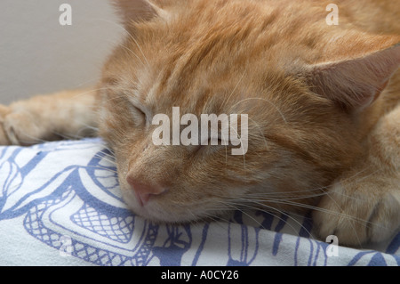 England, UK. Junge männliche Ginger cat schnell eingeschlafen auf blauen und weißen Tuch Stockfoto