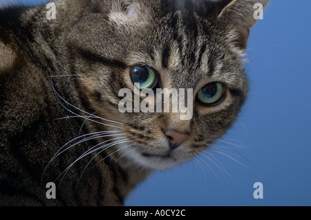 England, UK. Erwachsene männliche Mackerel Tabby Katze starrte und Blickkontakt mit der Kamera. Legendären M-Marke deutlich auf seine Stirn. Stockfoto