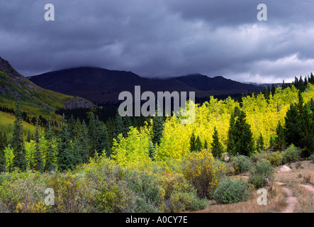 Ein Herbst-Sturm bedroht als die letzten Strahlen der Sonne beleuchten Espen in den Bergen von Colorado Stockfoto