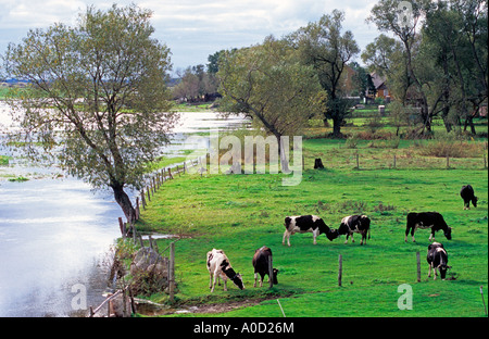 Biebrza-Fluss in Brzostowo Dorf, "glücklichen Kühen" auf der Weide Stockfoto