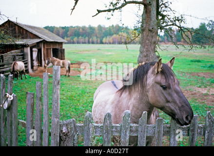 König der Biebrza Platz im Dorf Budy, polnische Pferde Stockfoto