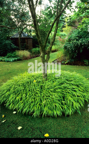 "BROUSSONETIA PAPYRIFERA (PAPIER MAULBEERBAUM, KAPA) UNDERPLANTED MIT HAKONECHLOA MACRA ' AUREOLA Stockfoto