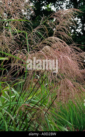 MISCANTHUS SINENSIS "ROLAND" Stockfoto