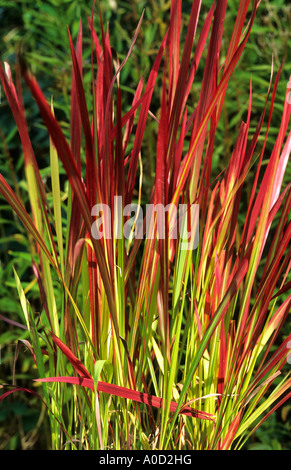 IMPERATA CYLINDRICA 'RUBRA' (COGON GRASS, JAPANISCHE BLUT GRASLAND BEI KNOLL GARDEN DORSET Stockfoto