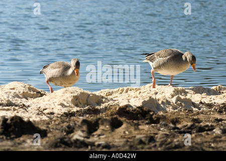 Anser Anser | Graugänse eine sandige Seeufer entlang Stockfoto