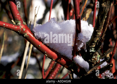 Schnee auf roten Stielen von Cornus Alba Sibirica Hartriegel im Winter UK EU Stockfoto