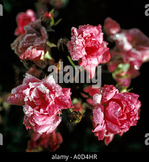 Frost verkrusteten rose Rosa Fee Patio im November UK EU stieg Stockfoto