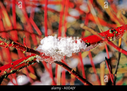 Schnee auf roten Stielen von Cornus Alba Sibirica Hartriegel im Winter UK EU Stockfoto