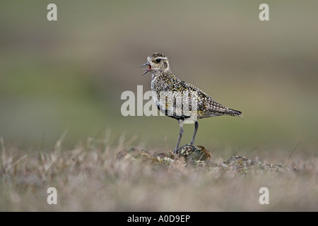 GOLDREGENPFEIFER Pluvialis Apricaria können männliche CALLING ON MOORLAND schreien SHETLAND Stockfoto