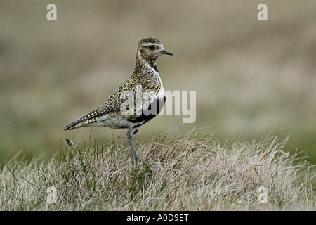 GOLDREGENPFEIFER Pluvialis Apricaria männlichen ON MOORLAND schreien SHETLAND Juni Stockfoto