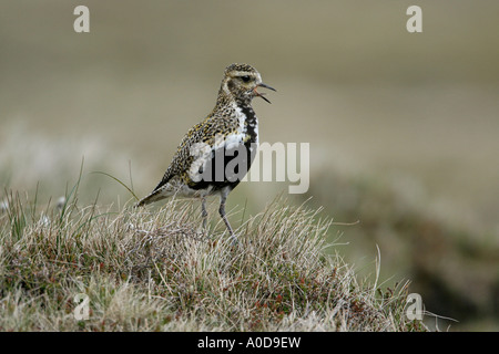 GOLDREGENPFEIFER Pluvialis Apricaria männlichen CALLING ON MOORLAND schreien SHETLAND Juni Stockfoto