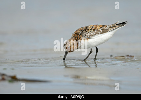 SANDERLING Calidris Alba männlichen Fütterung ON BEACH ON MIGRATION IN Zucht GEFIEDER UNST SHETLAND Juni Stockfoto