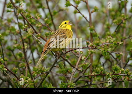 GOLDAMMER Emberiza Citrinella männlichen Gesang IN Weißdorn Hecke ESSEX APRIL Stockfoto