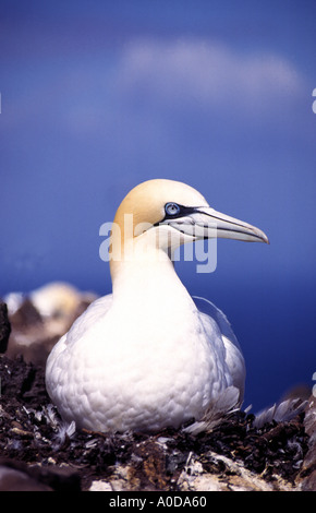 ) auf Nest mit blauem Himmel hinter Bass Rock, Scotland, UK Stockfoto