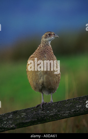 Fasan (Phasianus Colchicus) thront auf Zaun Stockfoto