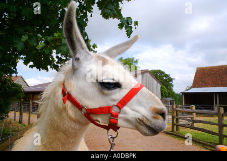 Lama-Kopf mit Mennige Stockfoto