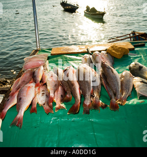 Frischer Fisch angelegt vor dem Hintergrund des Wassers Mazatlan, Sinaloa, Mexiko Stockfoto