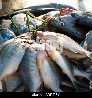 Frischer Fisch gebunden durch ihre Kiemen Stockfoto