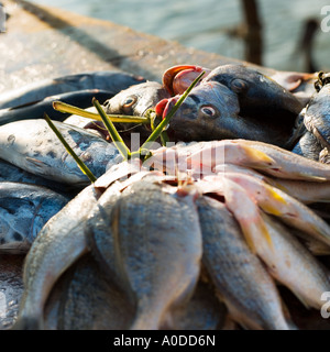 Frischer Fisch gebunden durch ihre Kiemen Stockfoto