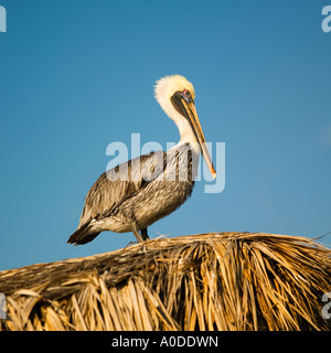 Pelikan sitzt auf einem Dach in Mazatlan, Sinaloa, Mexiko Stockfoto