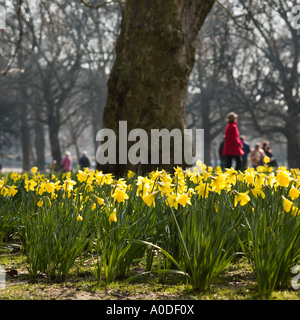 Frühling-Narzissen im St. James Park London UK Stockfoto