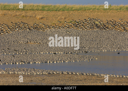 Hochwasser Wader Roost Herde am Snettisham RSPB reserve Norfolk England Oktober Stockfoto