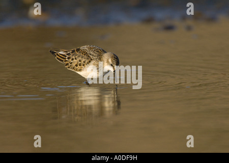 Etwas nachlassen Calidris Minuta Herbst juvenile Norfolk England Oktober Stockfoto