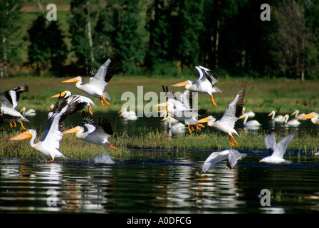 Weiße Pelikane im Flug an der Lake Cascade Idaho Stockfoto