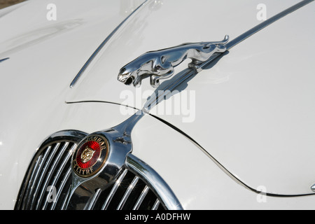 Springende Katze auf der Motorhaube von einem Jaguar-Sportwagen Stockfoto