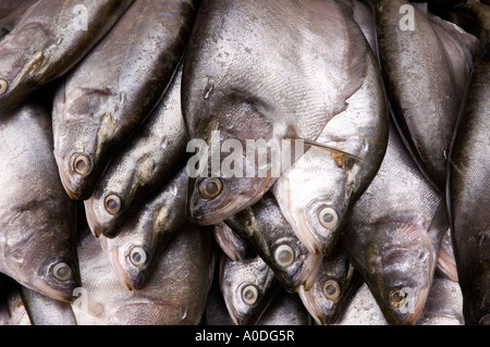 Stock Foto von frischem Fisch auf einem allgemeinen Straßenmarkt in Yangon in Myanmar 2006 Stockfoto