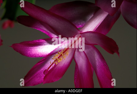 Magenta blühende Kakteen der Gattung Epiphyten Stockfoto