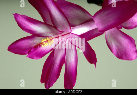 Magenta blühende Kakteen der Gattung Epiphyten Stockfoto