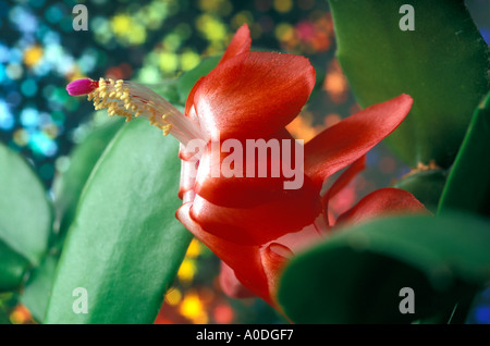 Rot blühende Kakteen - Zygocactus - der Gattung Epiphyten. Auch bekannt als Urlaub Kaktus / Christms Kaktus / Krabben-Kaktus. Stockfoto