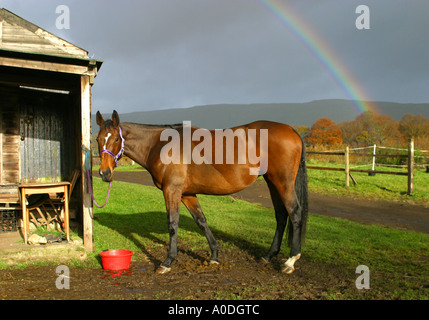 Große Stute Vollblut Pferd füttern unter Regenbogen Stockfoto