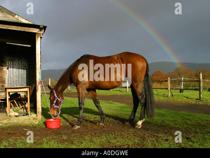 Große Stute Vollblut Pferd füttern unter Regenbogen Stockfoto