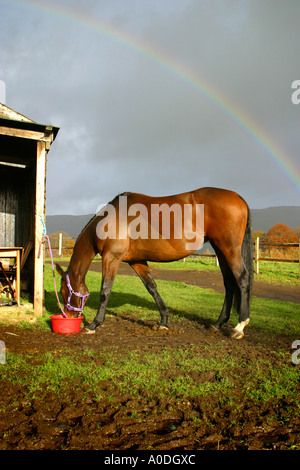 Große Stute Vollblut Pferd füttern unter Regenbogen Stockfoto