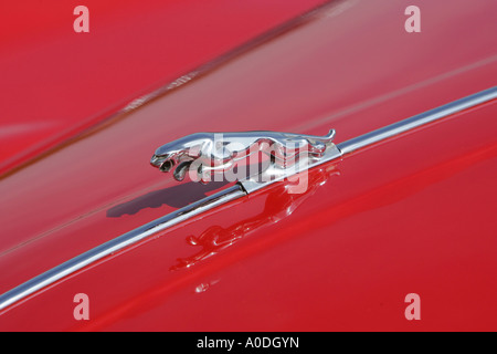 Springende Katze auf der Motorhaube von einem Jaguar-Sportwagen Stockfoto