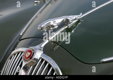 Springende Katze auf der Motorhaube von einem Jaguar-Sportwagen Stockfoto