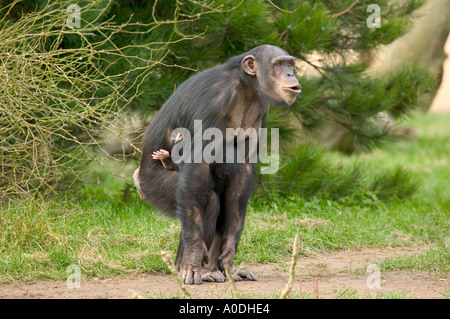 Mutter und Kind Pan troglodytes Stockfoto