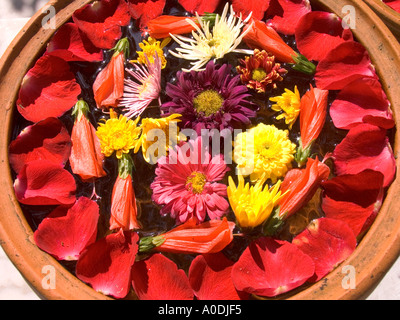 Vietnam Hoi an eine Unterkunft Ha An Hotel ehemaligen französischen kolonialen Gebäude dekorative Blume Blütenblätter in wassergefüllten Topf Stockfoto