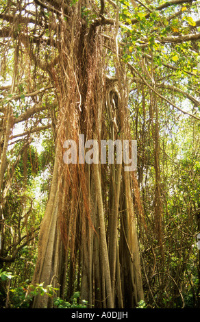 Bärtige Feigenbaum Ficus Citrifolia, Barbados Stockfoto